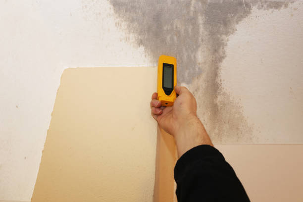 Best Basement Mold Removal  in Mledgevle, IL