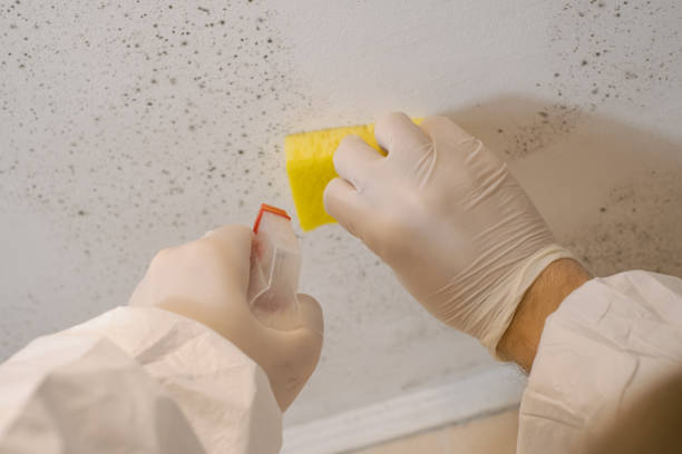 Best Mold Damage Restoration  in Mledgevle, IL