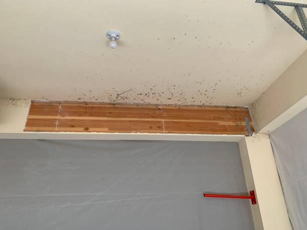 Best Real Estate Mold Inspection  in Mledgevle, IL